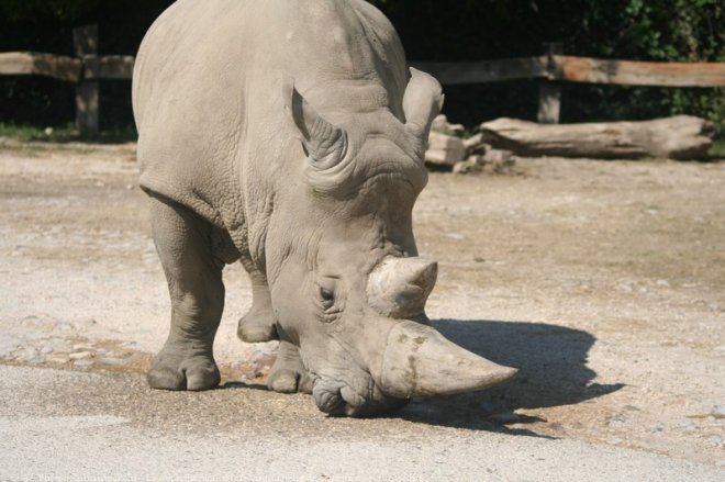 Photo de Rhinocros