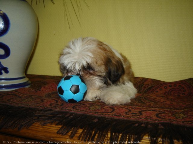 Photo de Shih tzu