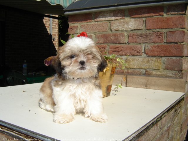 Photo de Shih tzu