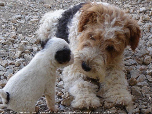 Photo de Fox terrier  poil dur