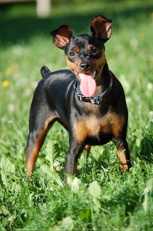 Photo de Pinscher nain