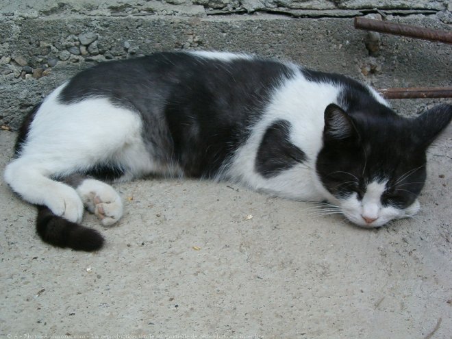 Photo de Chat domestique