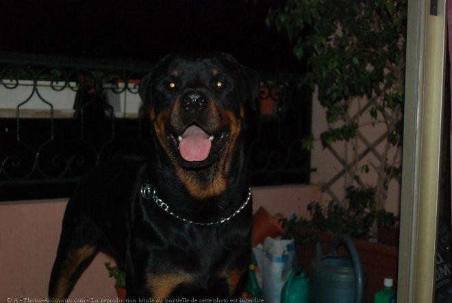 Photo de Rottweiler