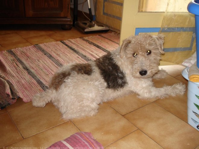 Photo de Fox terrier  poil dur