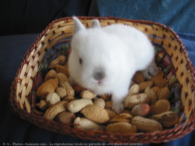 Photo de Lapin