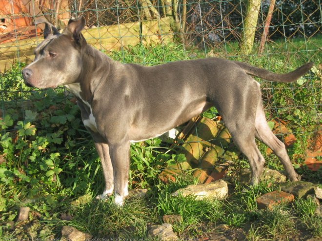 Photo d'American staffordshire terrier