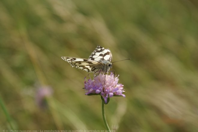 Photo de Papillon