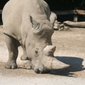 Photo de Rhinocros