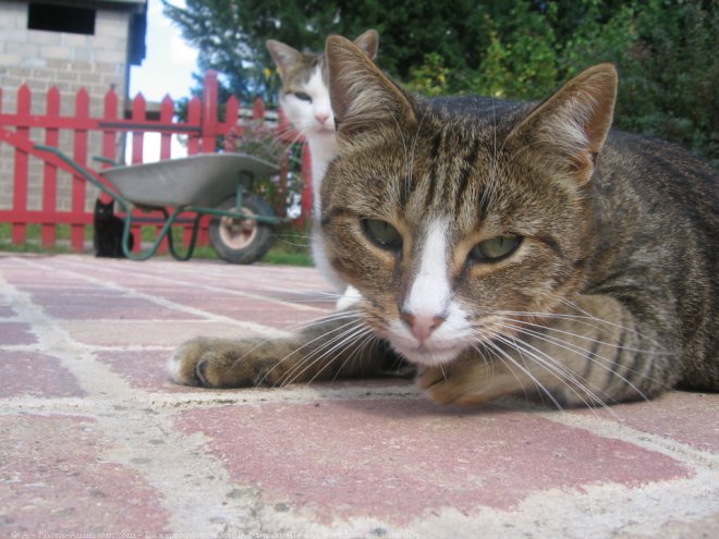 Photo de Chat domestique