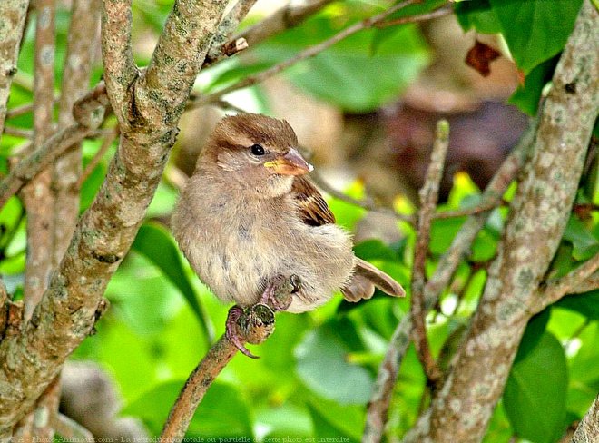 Photo de Moineau