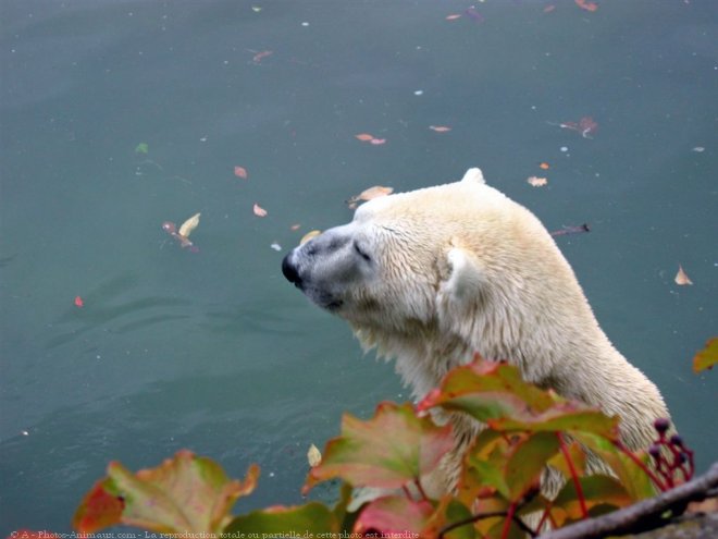 Photo d'Ours