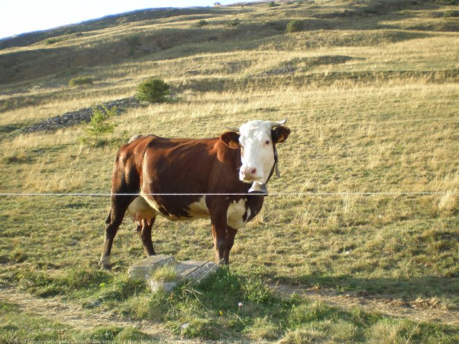 Photo de Vache