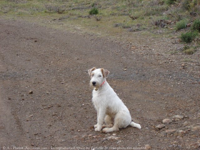 Photo de Fox terrier  poil dur