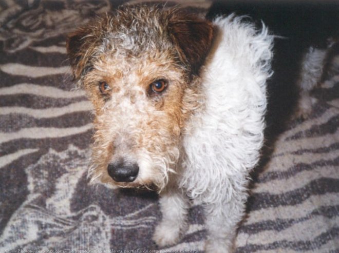 Photo de Fox terrier  poil dur