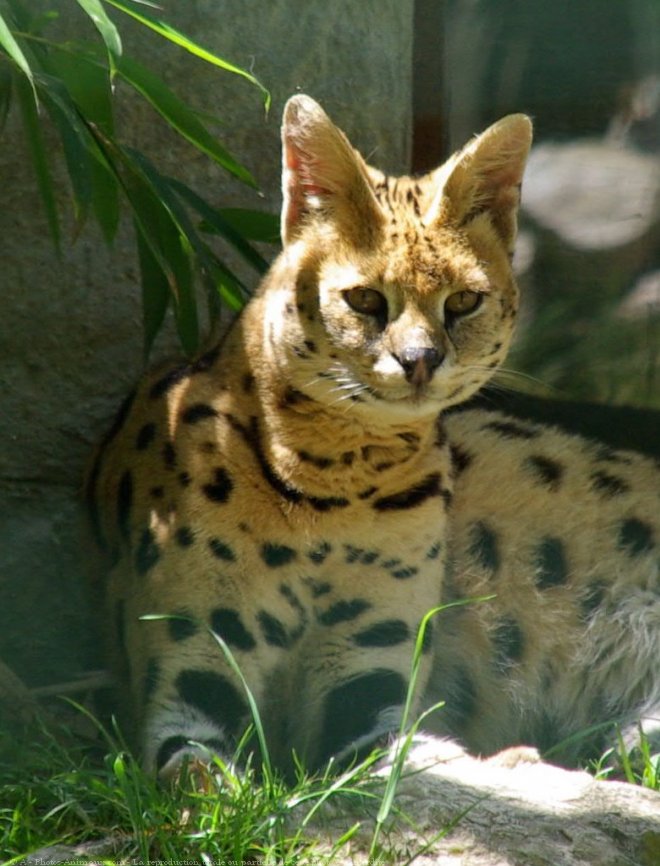 Photo de Serval