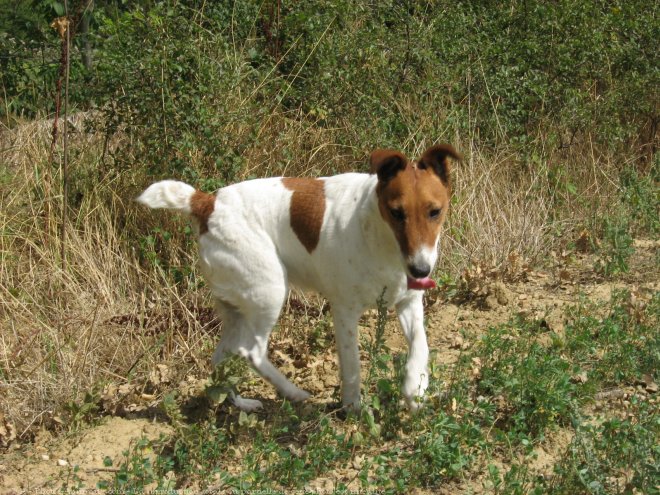 Photo de Fox terrier  poil lisse