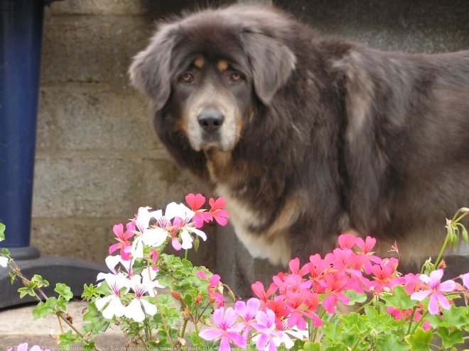 Photo de Dogue du tibet