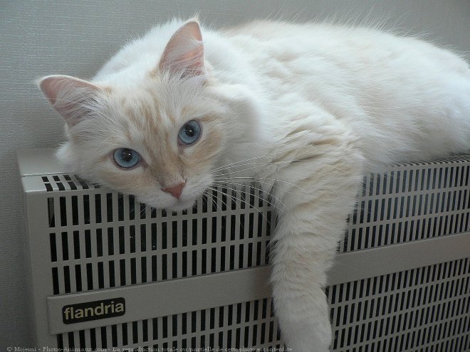 Photo de Ragdoll