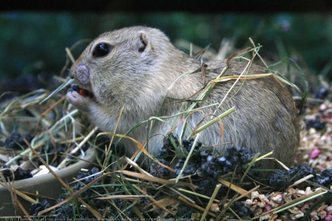 Photo de Chien de prairie