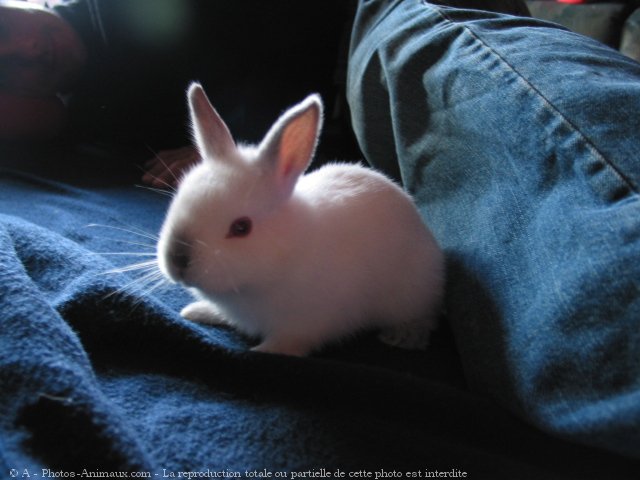 Photo de Lapin