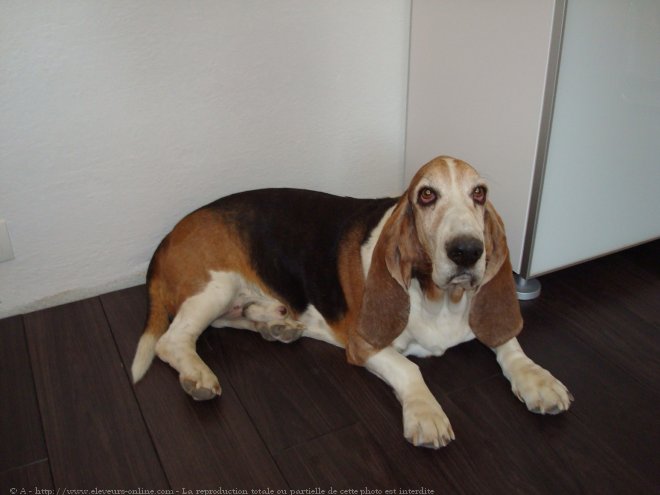 Photo de Basset hound