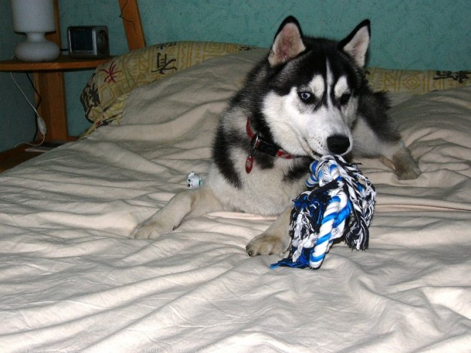 Photo de Husky siberien