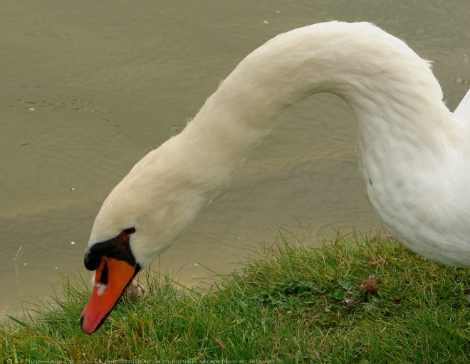 Photo de Cygne