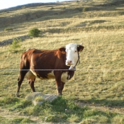 Photo de Vache