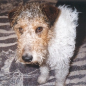 Photo de Fox terrier  poil dur