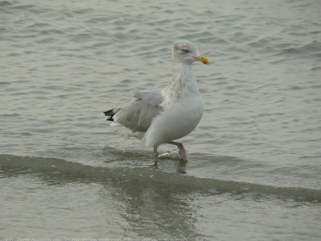 Photo de Mouette