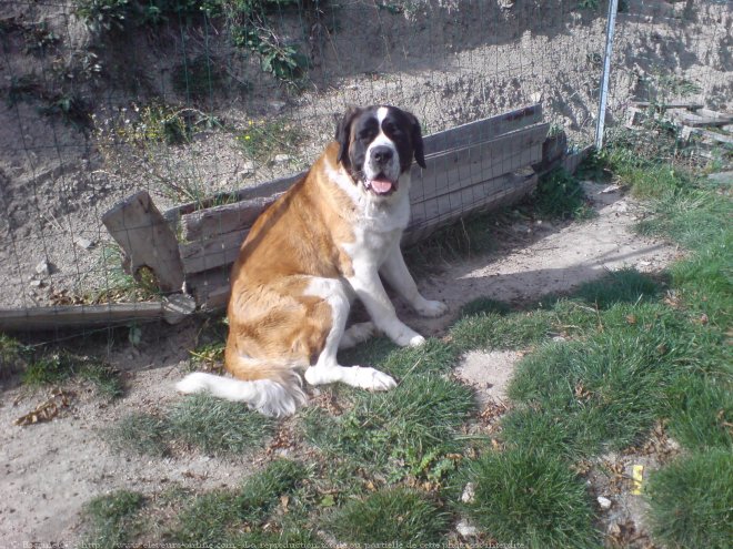 Photo de Saint-bernard poil long