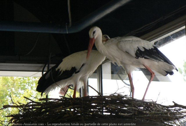 Photo de Cigogne