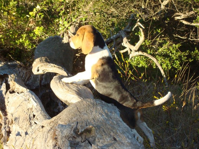 Photo de Beagle