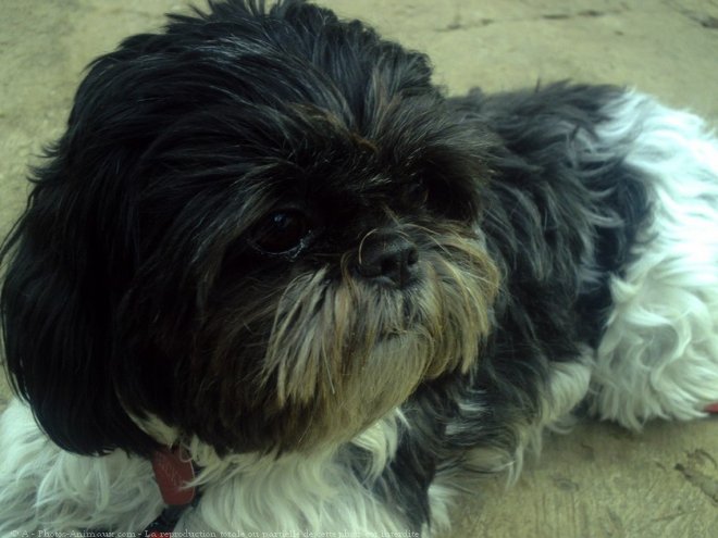 Photo de Shih tzu