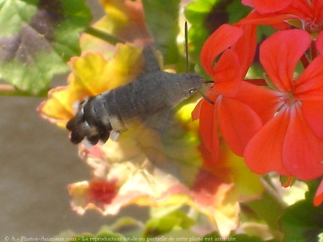 Photo de Papillon