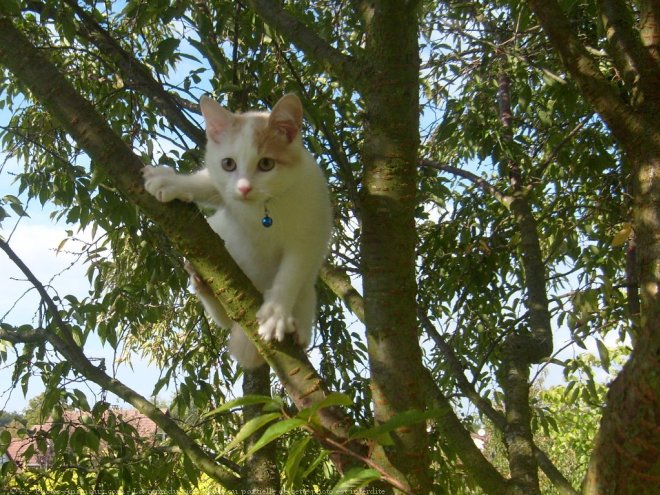 Photo de Chat domestique