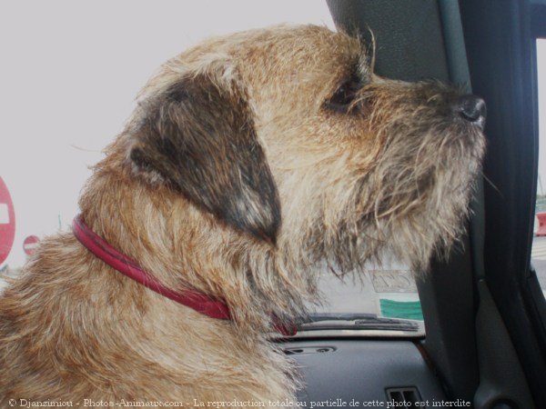 Photo de Border terrier