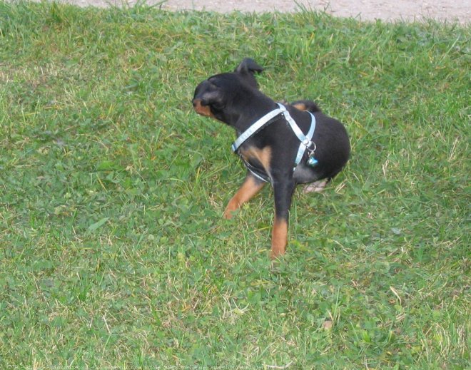 Photo de Pinscher nain