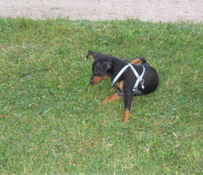 Photo de Pinscher nain