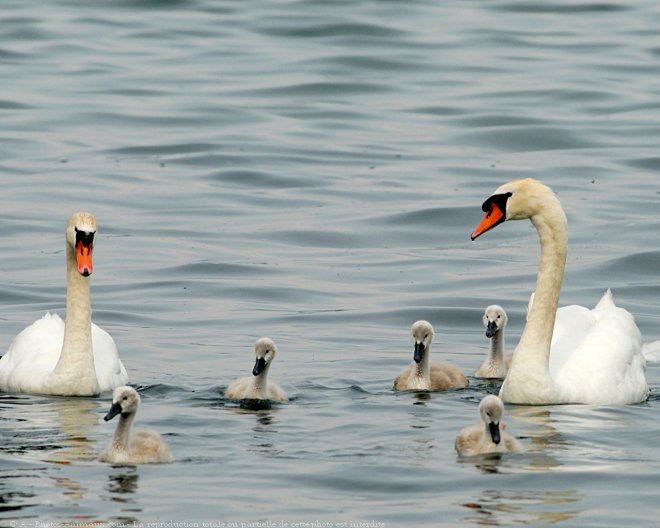 Photo de Cygne