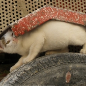 Photo de Chat domestique