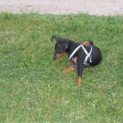 Photo de Pinscher nain