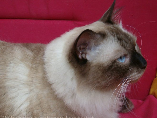 Photo de Sacr de birmanie