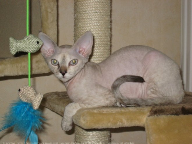 Photo de Devon rex