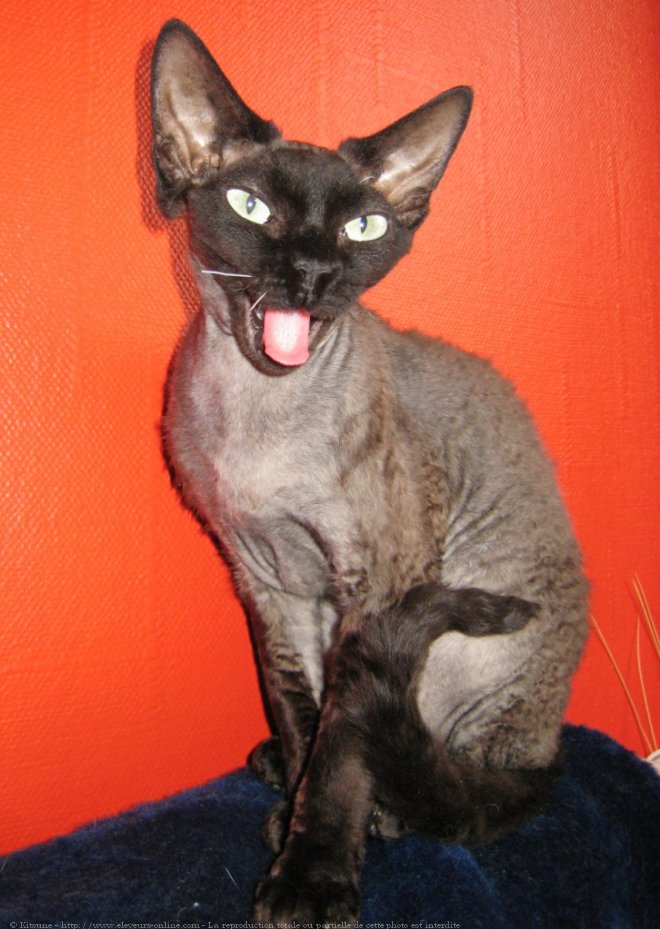 Photo de Devon rex