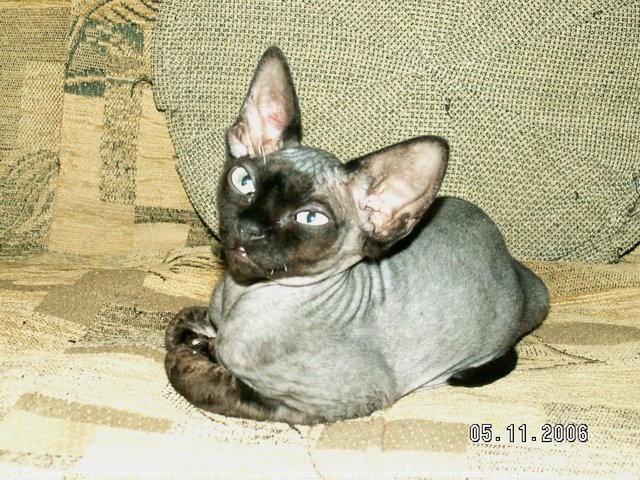 Photo de Devon rex