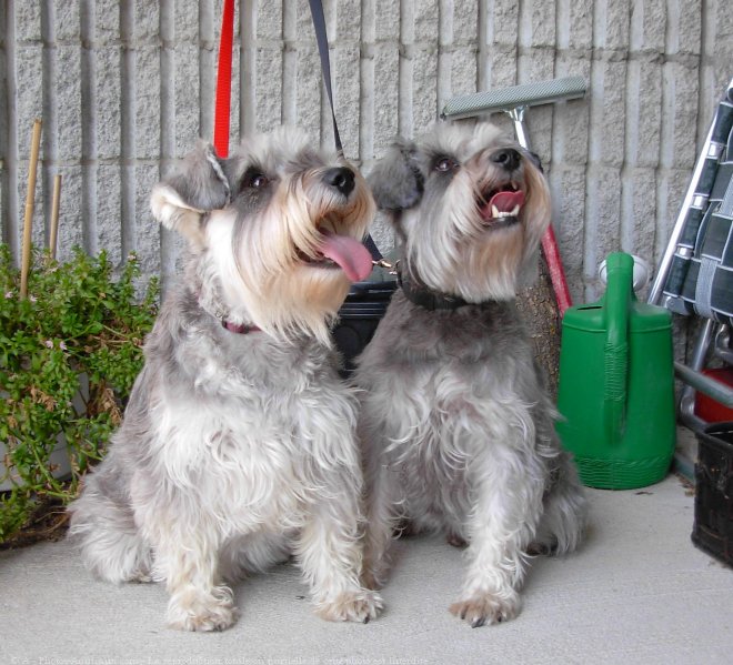 Photo de Schnauzer nain