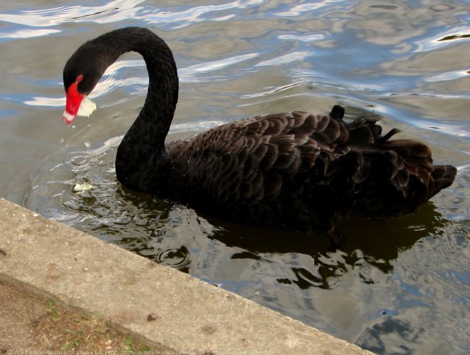 Photo de Cygne