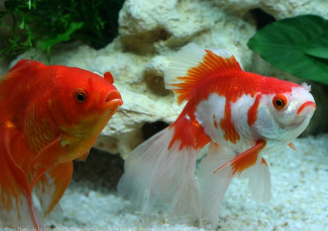 Photo de Poissons rouges