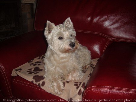 Photo de West highland white terrier